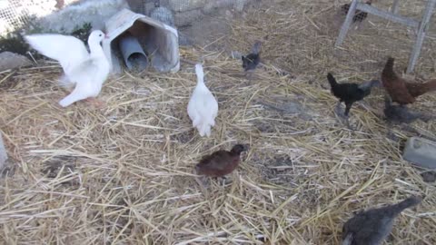 Mexican Speckled quails and eggs