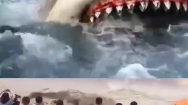 SHARK 🌟CAUGHT ON CAMERA🌟SHARK FISH #shorts (1)