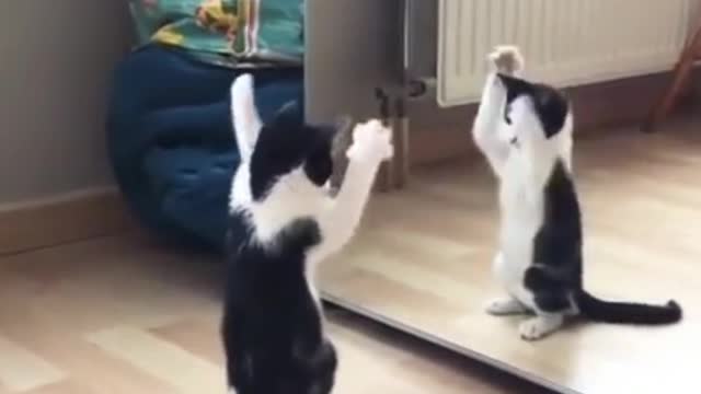 funny cat