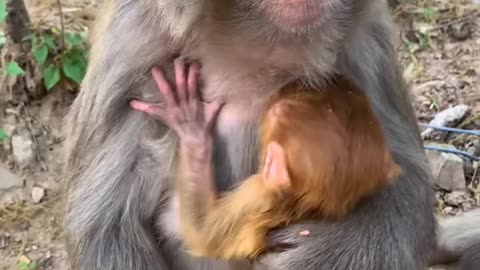 cute monkey with baby