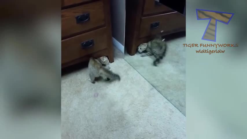 CATS will make you LAUGH YOUR HEAD OFF - Funny CAT compilation ❤❤