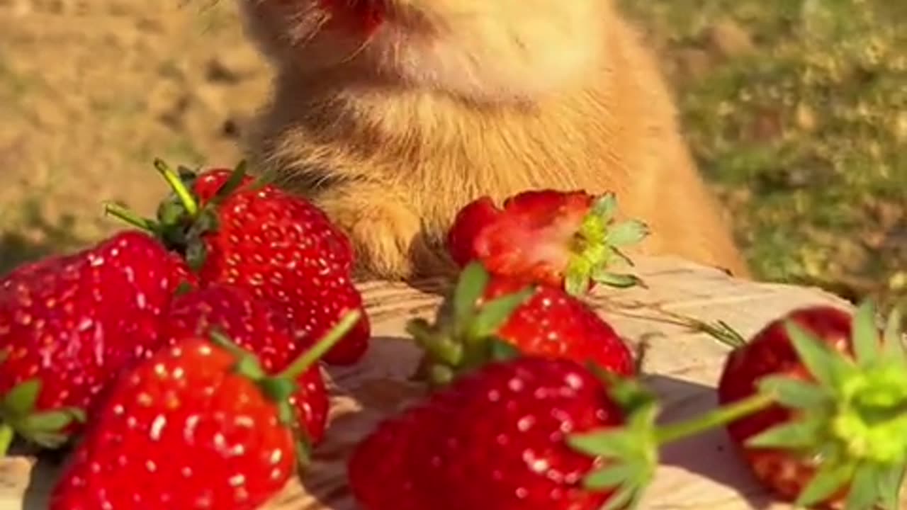 The little rabbit is making strawberry sauce.