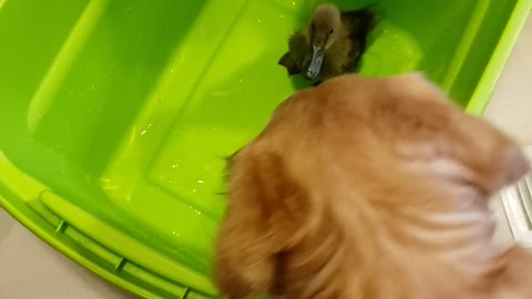 golden retrievers and ducks