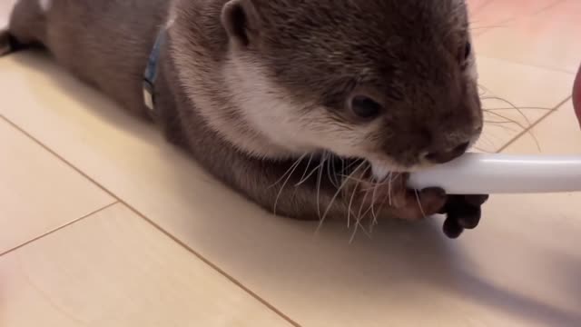 Otter walking like a baby. SUPER CUTE