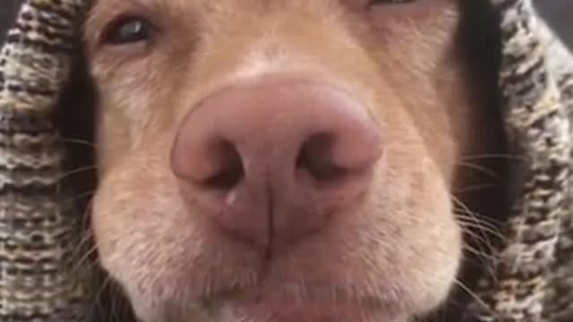 Best Funny Dogs Video -EP (9)