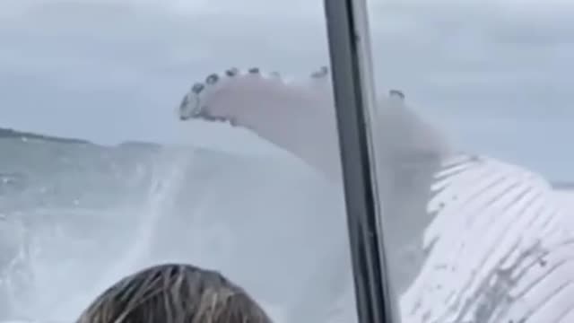 For whales, such jumps are far from fun.