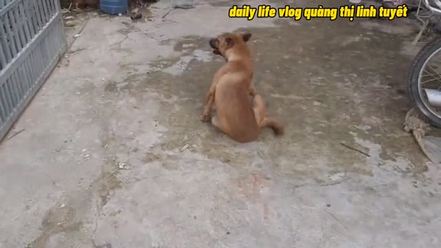 little girl and dog playing together | daily life vlog