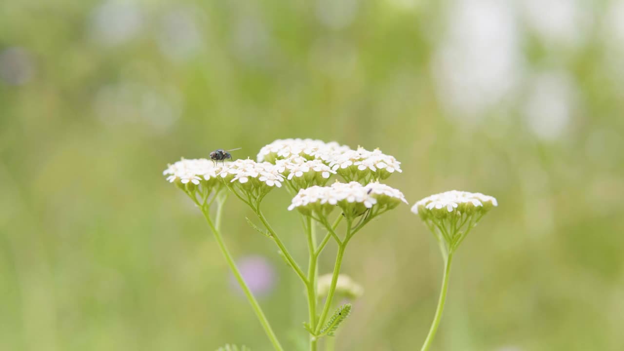 A bee pollinates a flower - closeup in focus - blurry background