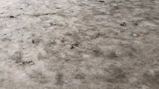 Dog slips on ice