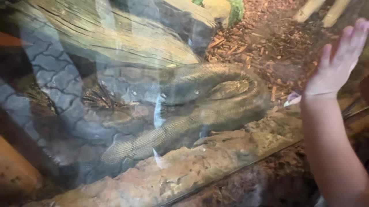 Toronto zoo python