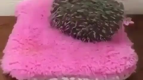 The chubby hedgehog fell while eating