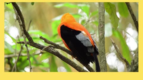 God created beautifull and attractive finch in naturall black and orange colored