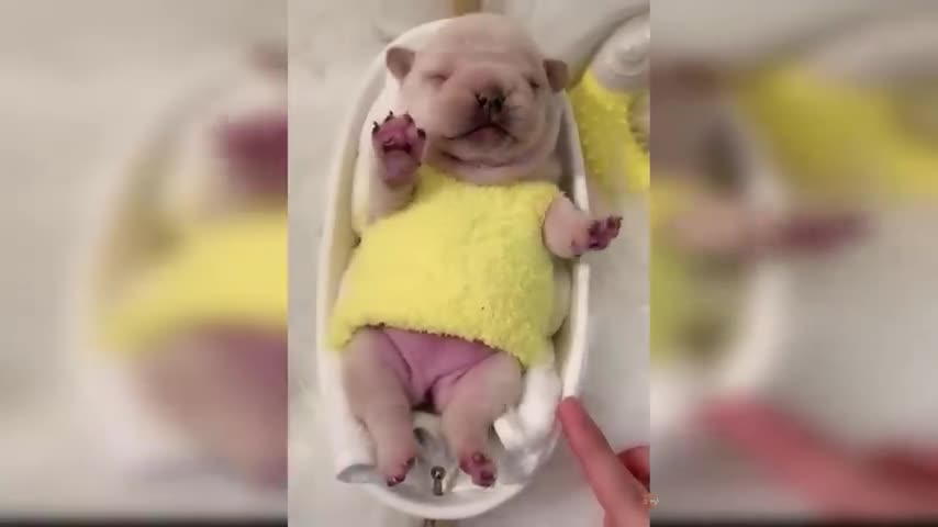 New Baby 🐥 Dogs 🐕 video 📸 || so Cute and funny baby 🐥🍼 Dogs 🐕🐶 !! All package