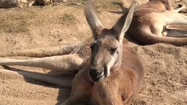 kangaroos