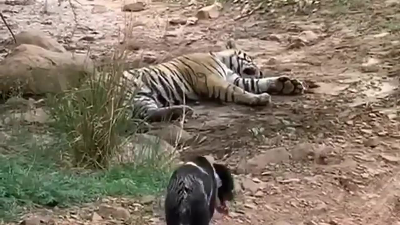 sleepy tiger