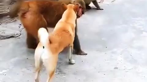 dog funny video 😅😅😅#shorts