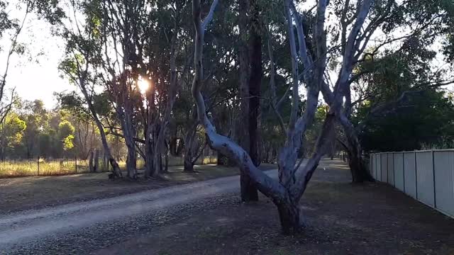 Looking at my back yard and a walk