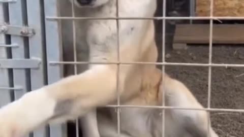 Love At First Sight #shorts #shortvideo #video #virals #videoviral