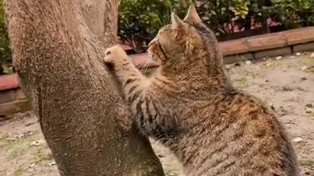 Kitty absolutely loves playing with her hilarious new toy