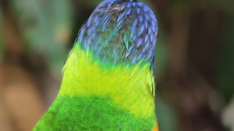 Parrot bird sounds1