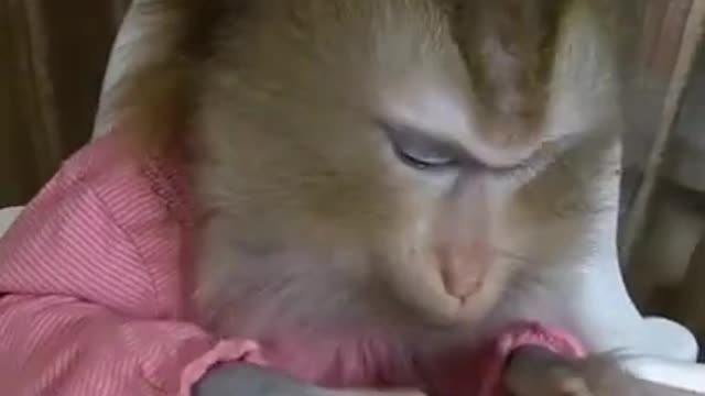 Cute Monkey lifestyle living at home