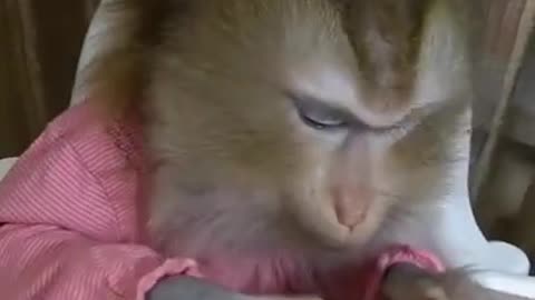 Cute Monkey lifestyle living at home