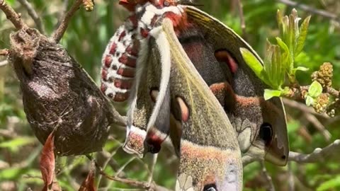 Newly-Hatched Cecropia Moth