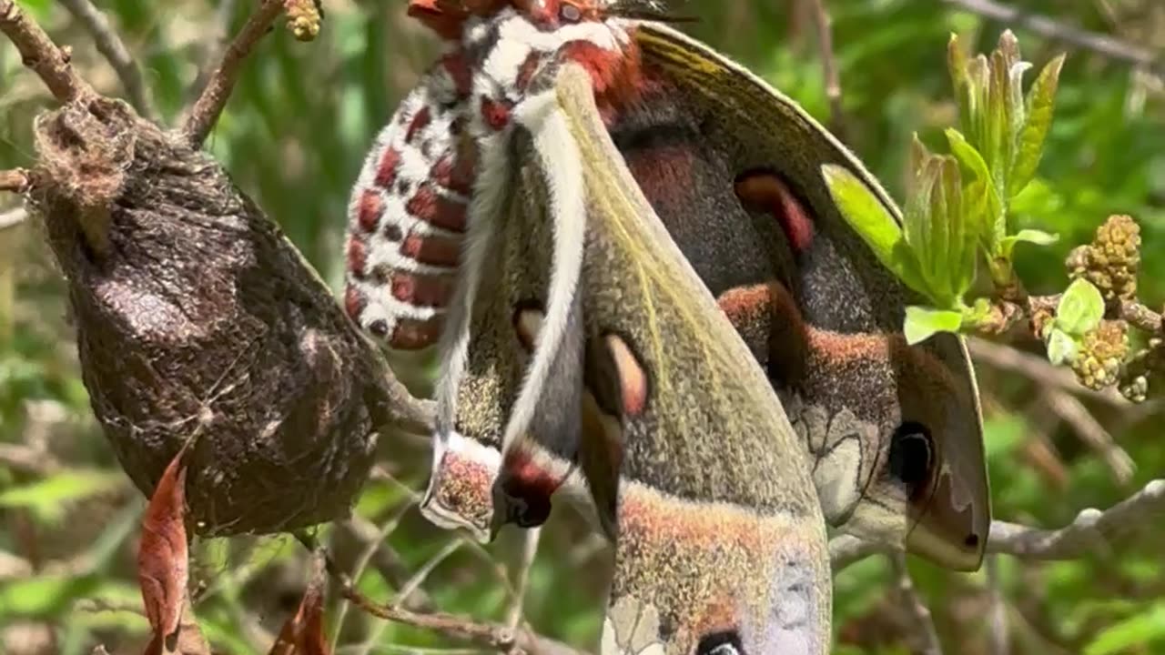 Newly-Hatched Cecropia Moth