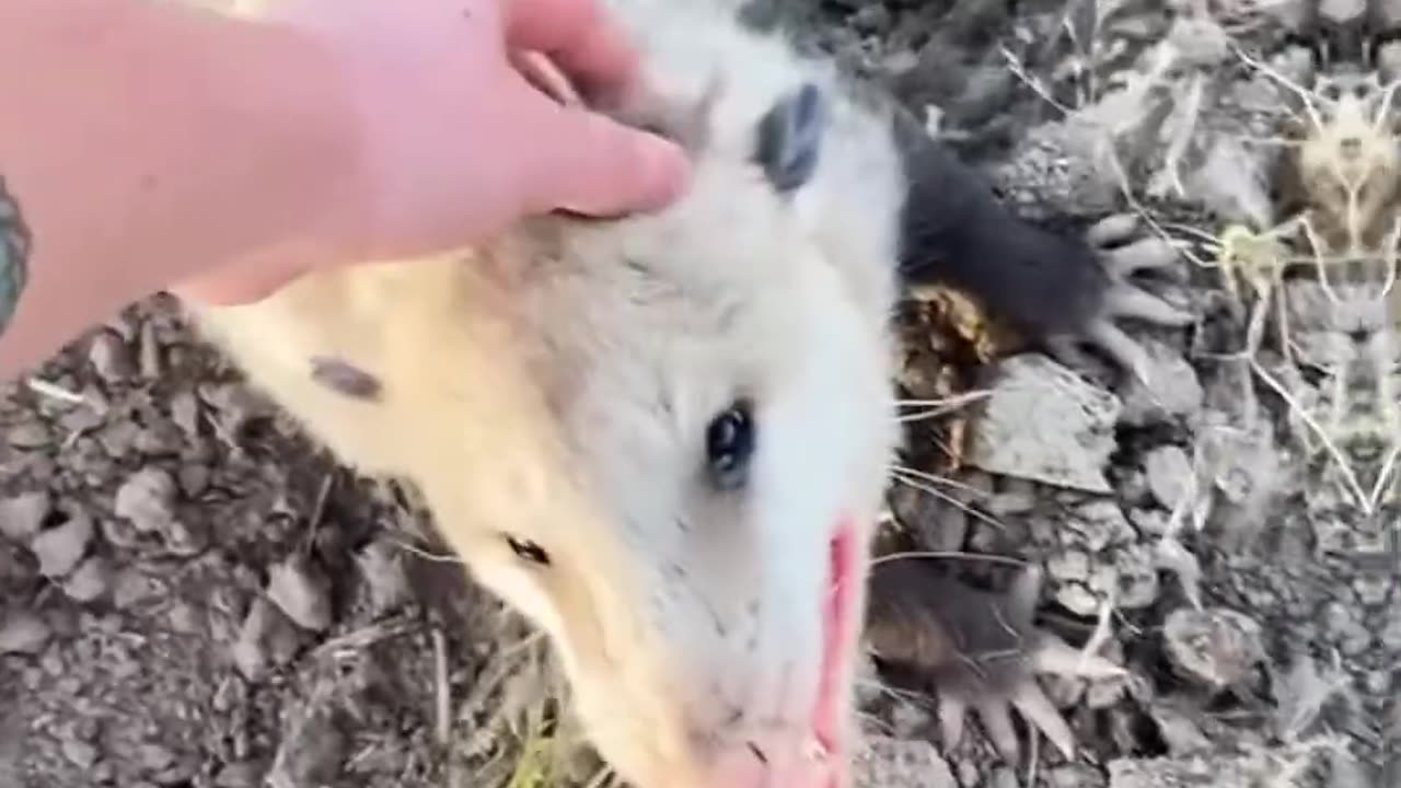 The man rescued a possum on rainy day and then he found...