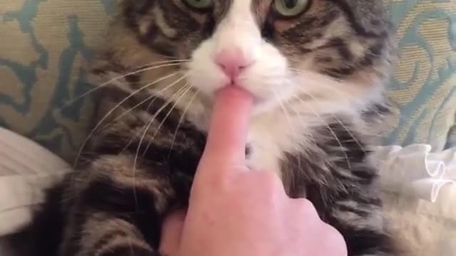I'm a finger-sucking cat, I'm 2 years old