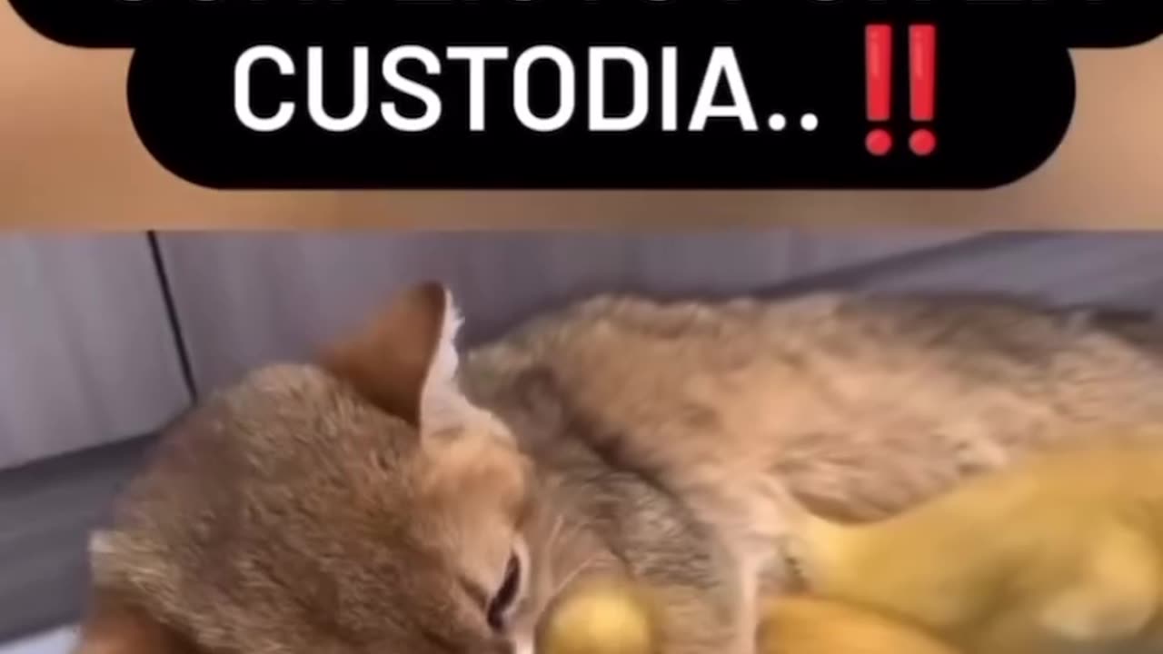 Pata o gata...