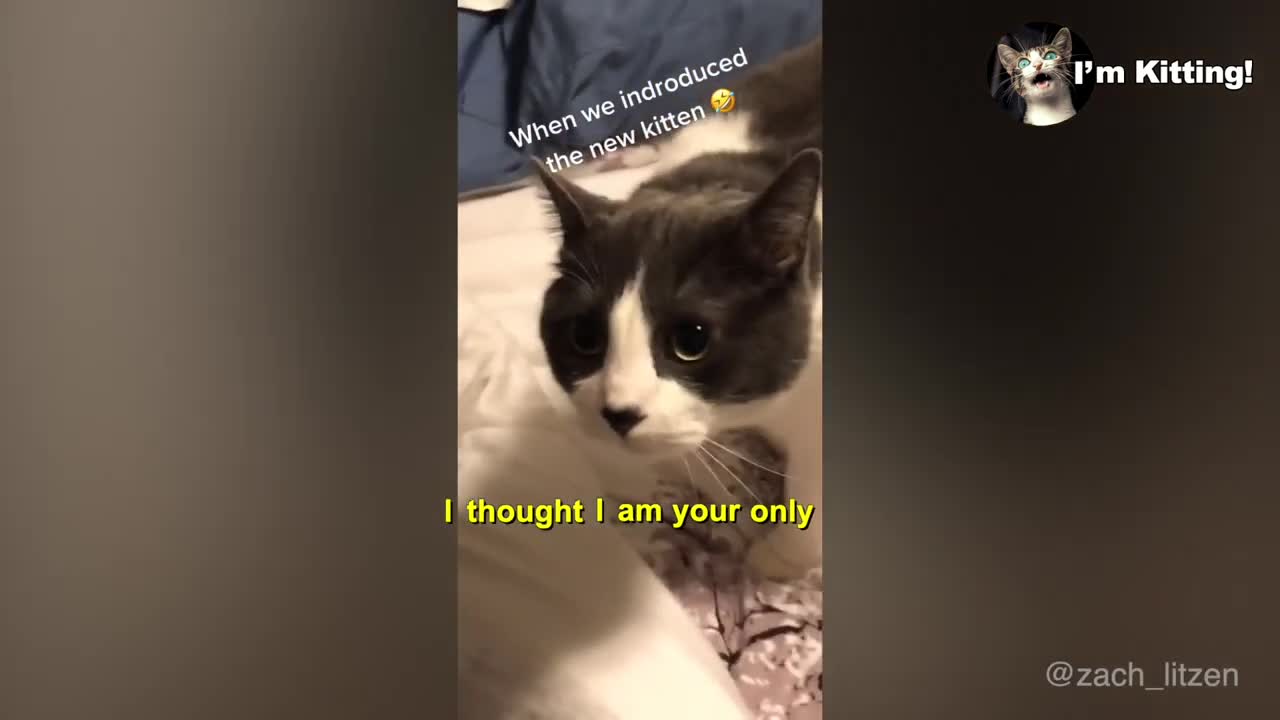 Cats speak better English | Funny cats