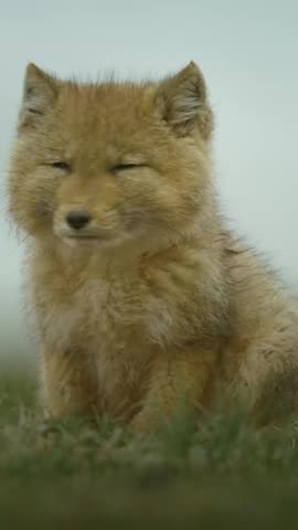 Tibetan foxes 😍