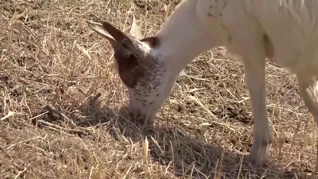 Drought threatens to wipe out Sicilian goats