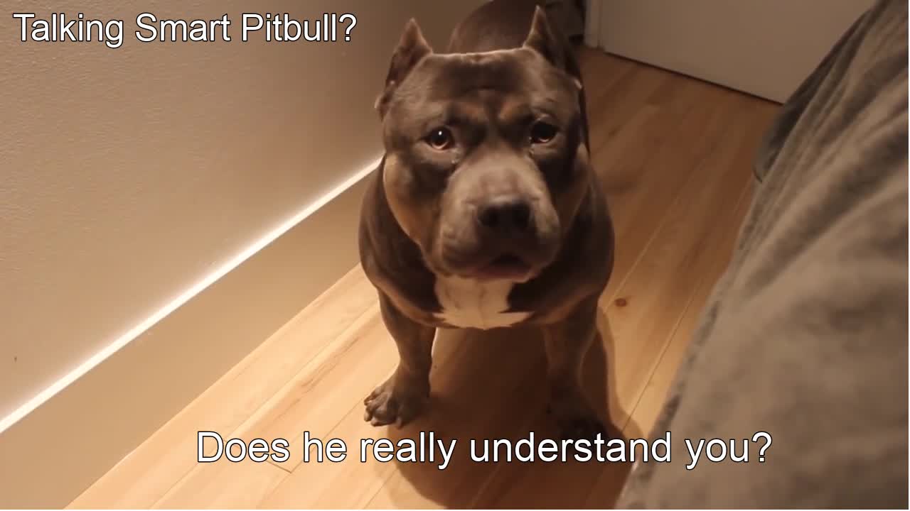 Talking Smart Pitbull? Does he really understand his owner?