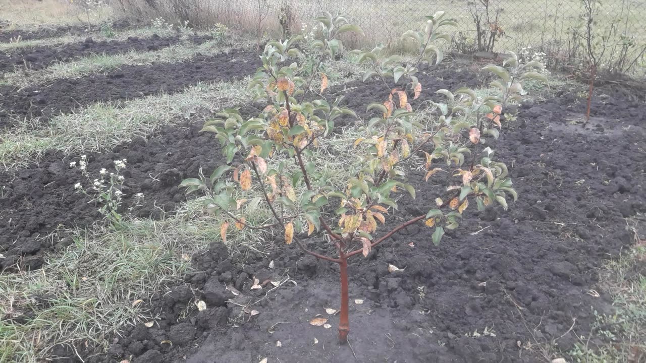 Young apple tree in autumn