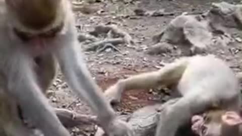 Monkey funny activities