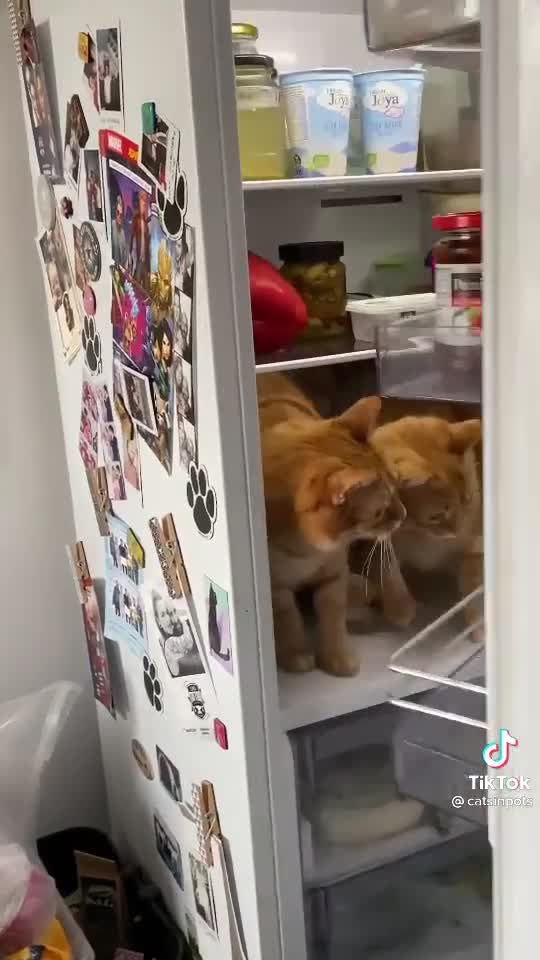 Funny cats videos cats Hi