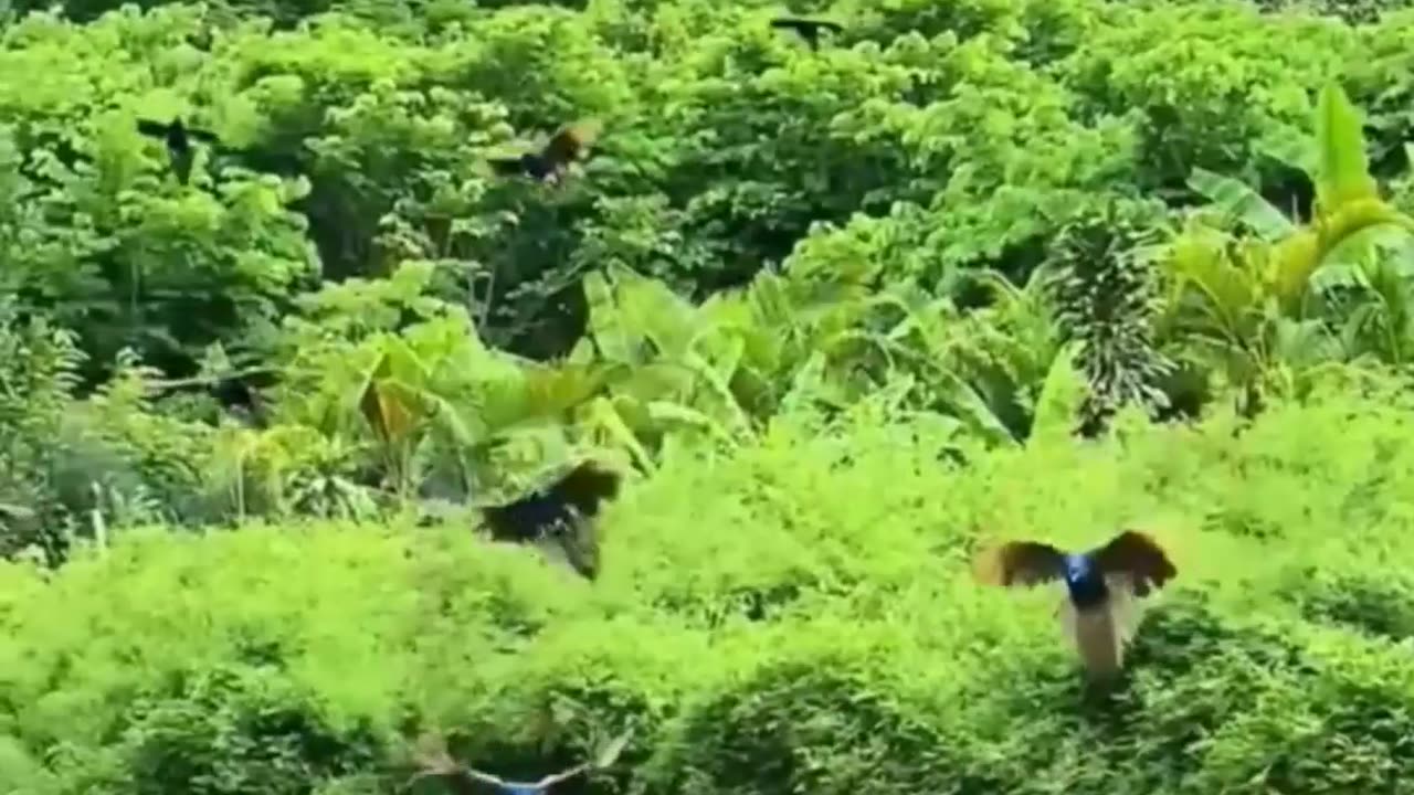 peacock dance in rain