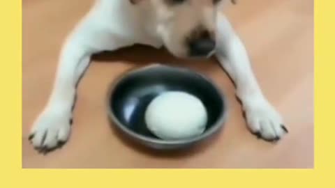 The cute puppy eats