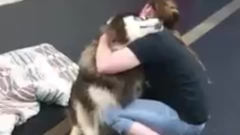 Cute moment of dog hugging human