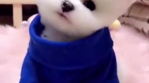 Cute dog compilation (TikTok)