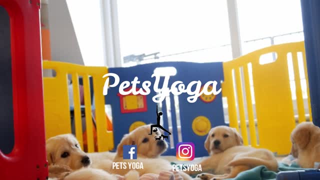 Yoga with Puppies is the best!