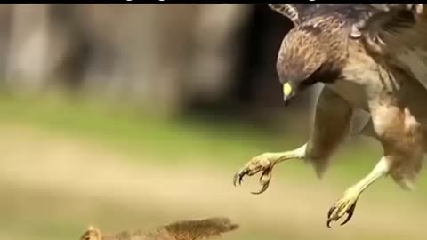 Wild Eagle Hunting Down It's Prey