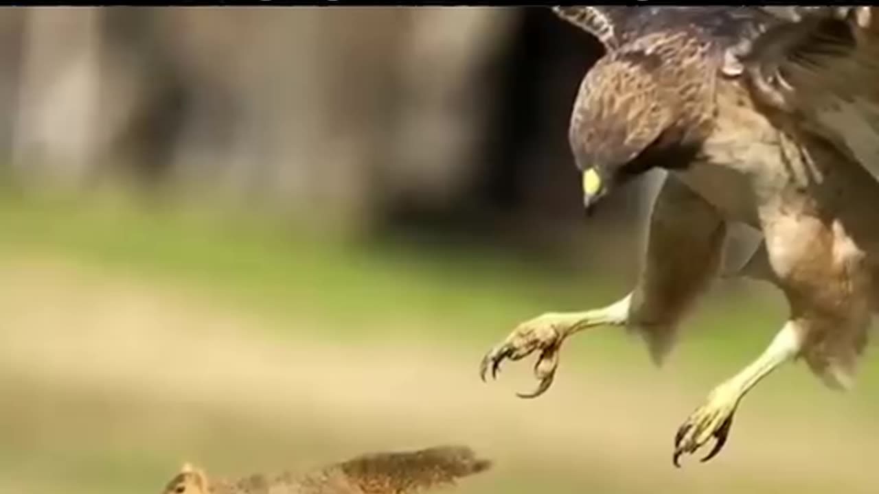 Wild Eagle Hunting Down It's Prey