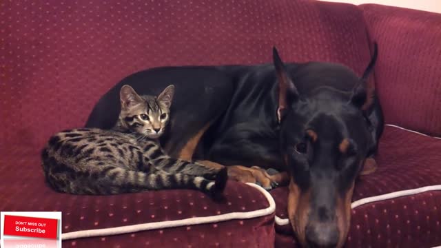 Doberman and Bengal Cat Cuddle Time