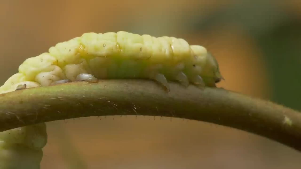 Death March of the Zombie Caterpillars