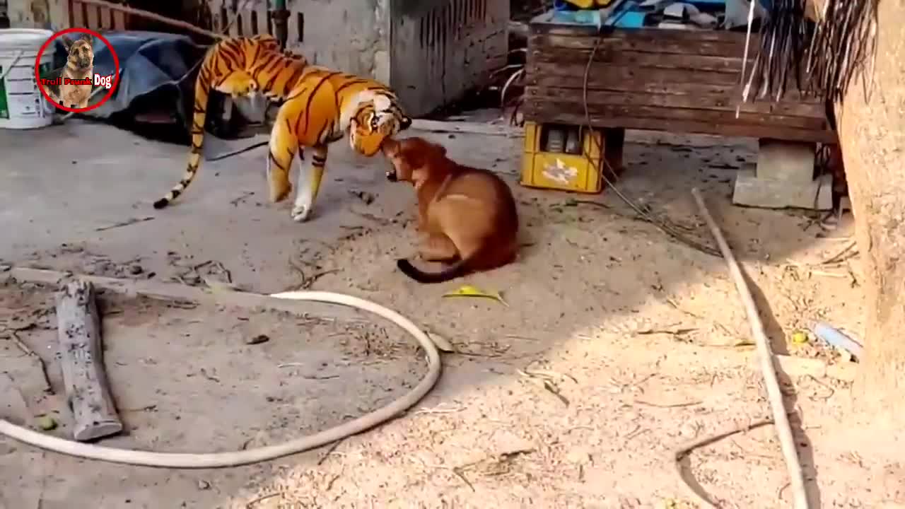 Troll Dog and fake lion or tiger on the street 😂😂