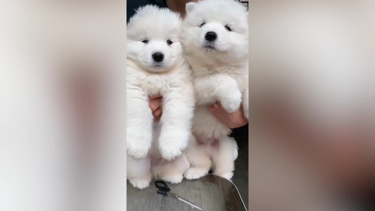 Holding two identical dogs