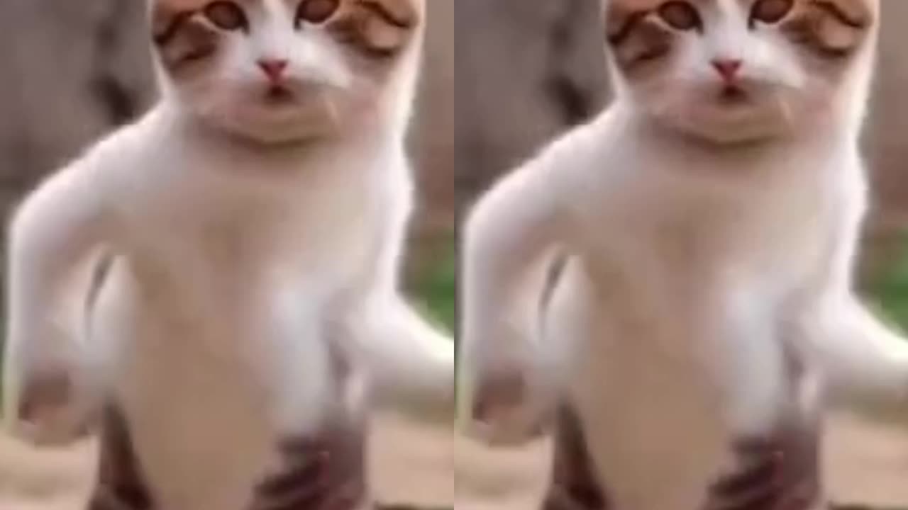 Funniest Dancing Cat 😺